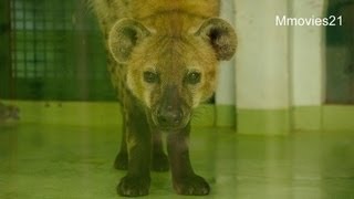 眠くて仕方ないブチハイエナ~Spotted hyena is very sleepy