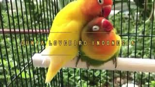 Lovebird Betina Konslet || Cocok Untuk Masteran Bahan Konslet Jantan