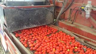 Growing Tomatoes LALIN F1 from seedling to harvesting full process