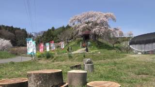 ４Ｋ 2017年桜　上石の不動ザクラ 福島県郡山市　４月25日撮影　C0105