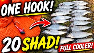 One Tiny Hook = 20 Shad?! Full Cooler at Bonneville Dam! 🎣 @surgeworld