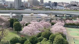 東白鬚公園　墨田区堤　桜　♬　対岸・汐入公園　荒川区南千住　高層マンション　☆　さくら　ソメイヨシノ　✿　桜並木　♪　隅田川　～　Tokyo Cherry Blossoms