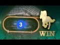 Betting 101 - Win Place Show