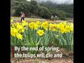 150 000 tulips planted in rural northern catalonia