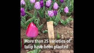 150,000 tulips planted in rural northern Catalonia