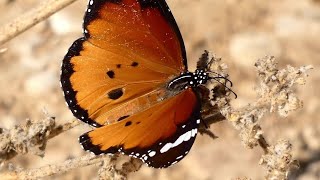 Butterflies in Israel - part 1 - Israel Nature - פרפרים בארץ - חלק א - טבע ישראלי