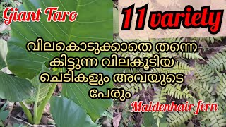 വില കൂടിയ ചെടികൾ നമ്മുടെ പറമ്പിൽ തന്നെ ഉണ്ടെന്ന് അറിഞ്ഞാൽ വിശ്വസിക്കുമോ?/ Plants With Name🌿🌿🌹🌹