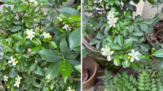 Murraya Paniculata की देखभाल कैसे करे - Grow \u0026 care Murraya plant - growth tips \u0026 best fertilizer