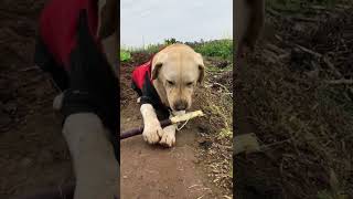 Labrador tore skin, chewed juice, spat dregs, and skillfully ate in one go.