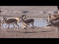 die wunderbare tierwelt des etosha nationalparks