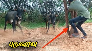 இன்று இரக்கிய புதுவரவு💥🔥||புதுவரவு 😍||jallikattu video ||jallikattu