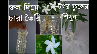 মাত্র ২০ দিনে টগর গাছের ডাল থেকে চারা তৈরি করুন | plants from cutting in 20 days | Gardening Art