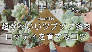 【Vlog356】【多肉植物】超かわいいツブツブ多肉💕ロッティを育てるコツ【セダム】【リメ缶DIY】