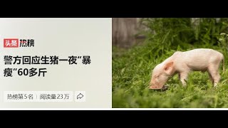 生猪出栏前一夜“暴瘦”60多斤？！养殖企业报案