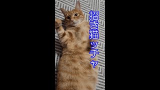 癒やし効果あり、招き猫ポーズをしてくれた猫さん  #shorts  #YouTubeshort