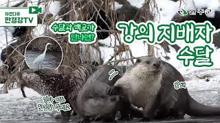 [완주군 홍보대사 이성훈 PD]수달과 백로가 만나면??/오직 완주 만경강에서만 볼 수 있는.../자연다큐 만경강TV