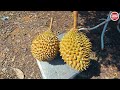 travelog ep 5 kampung ulu cheka one of the largest producers of local durians in jerantut pahang