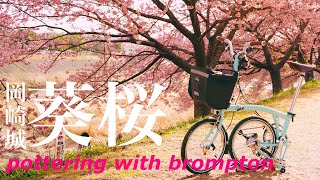 ブロンプトンで満開の桜並木をポタリング【愛知県岡崎市乙川】。pottering with brompton in OKAZAKI CITY