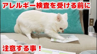 チワワ犬のアレルギー検査の結果が出ました