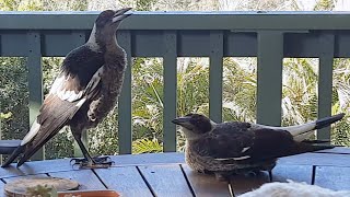 Why Australian Magpies Are the Most Interesting Birds