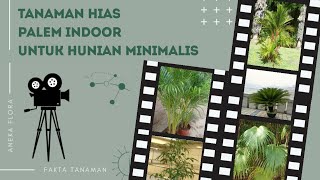 5 JENIS PALEM HIAS INDOOR UNTUK RUMAH MINIMALIS || Aneka Flora