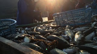 島根県松江市　定置網漁で水揚げされる魚たち