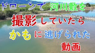 木曾三川公園北側・かもを撮影 2021 09 19