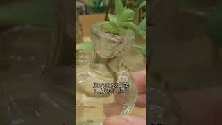 水栽培はじめたけど失敗が続きます💦多肉植物