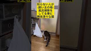 【ニャルソック】知らない人が来た時の飼い猫の反応#shorts