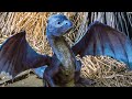 Feeding A Baby Dragon Scene - ERAGON (2006) Movie Clip