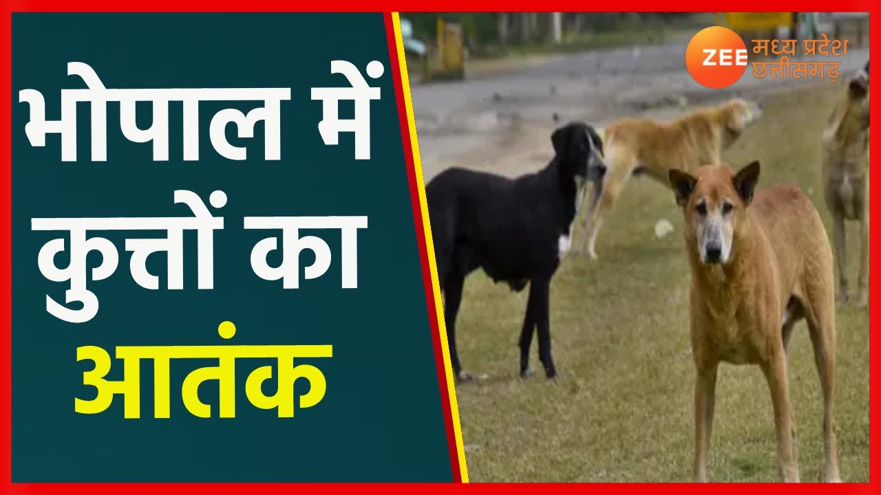 Bhopal में Stray Dogs का आतंक | Dogs Terror |Madhya Pradesh News | MP ...