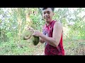 musim durian tiba panen durian diawal musim buah durian hutan kalimantan