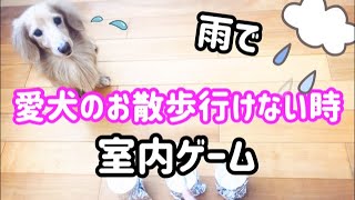 雨で犬のお散歩行けない時のアイデア③   Dog Exercise at Home