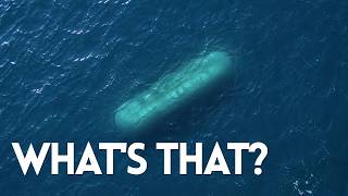 These Ocean Sightings Keep Happening… And No One Knows Why