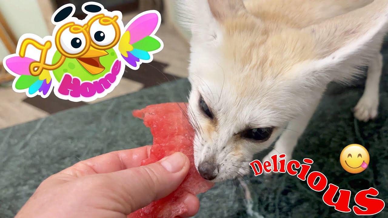 Have You Ever Seen How A Fox Eats A Watermelon? - YouTube