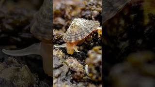 Here’s The Animal With strongest teeth on Earth 😨🐌 #shorts