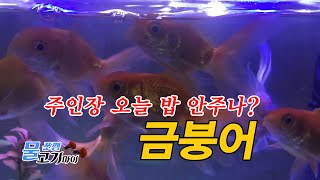 금붕어 Goldfish (5) 물쪼깸 고기마이