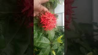 #idly poo/#Ixora coccinea plants/#oRo samayal