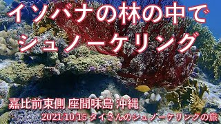 【#45 タイさんのシュノーケリングの旅 】イソバナが一杯の嘉比島 嘉比前東側 座間味島, 慶良間諸島, 沖縄, Tai's Journey