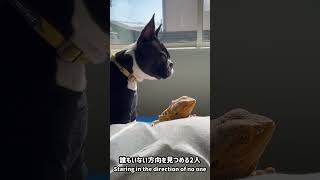 フトアゴヒゲトカゲとボストンテリア犬の日常・日向ぼっこ#shorts