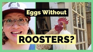 Can Hens Lay Eggs Without a Rooster?