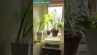 冬の日光浴対策！　観葉植物に朝の光を。