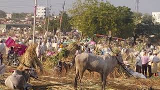 chadachan yatra 2025 || ಚಡಚಣ ಜಾತ್ರೆ 31-01-2025 ಇವತ್ತೇ ಕೊನೆದಿನಾ #bailgadasharyat #cow #trendingshorts