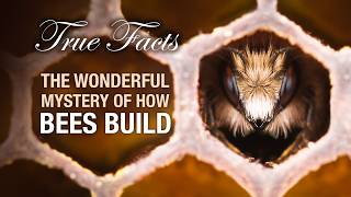True Facts: The Mystery Of How Bees Build