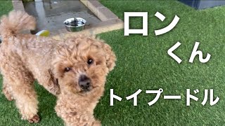 トイプードル　ロンくん【Toy poodle】