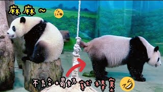 圓寶和圓圓坐在木屑盒玩遊戲，兩熊超可愛|熊貓貓熊The Giant Panda Yuan Yuan and Yuan Bao|台北市立動物園