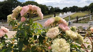 ⁴ᴷ⁶⁰【神戸市立須磨離宮公園/2019】10/20(日)