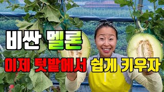 멜론 재배 몇가지만 알면 텃밭에서 주렁주렁 달립니다.