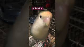 小鸚鸚鵡-跟小紫互動 #parrot #可愛 #愛情鳥