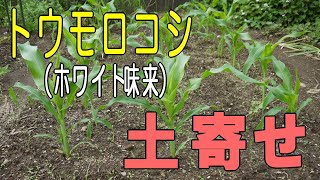 トウモロコシの土寄せと追肥をしました